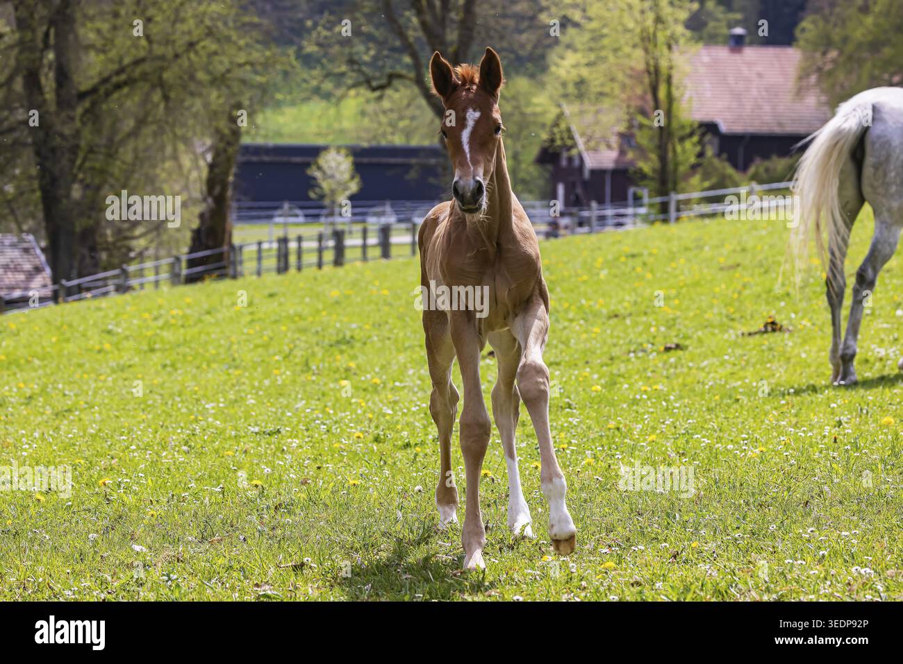 Fohlenweide im Haupt- und Landesgestüt Marbach. Württembergische Warmblut mit ihren Fohlen. Das Gestüt ist ein wichtiger Ansprechpartner für Pferdezüchter A Stockfoto