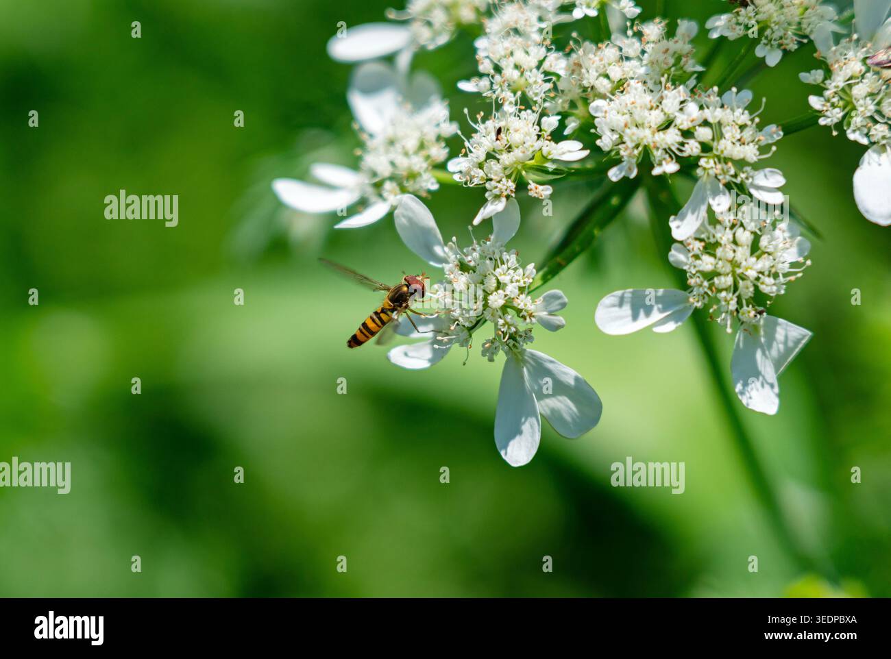 Makroaufnahme einer schlanken Schwebfliege (Sphaerophoria scripta), die weiße Orlaya grandiflora-Blüten in einem grünen Garten bestäubt Stockfoto