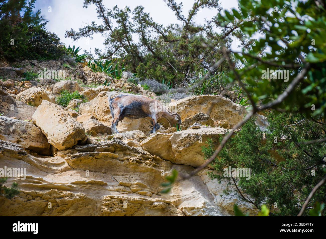 Bergziege klettern felsiges Gelände in der Natur Stockfoto