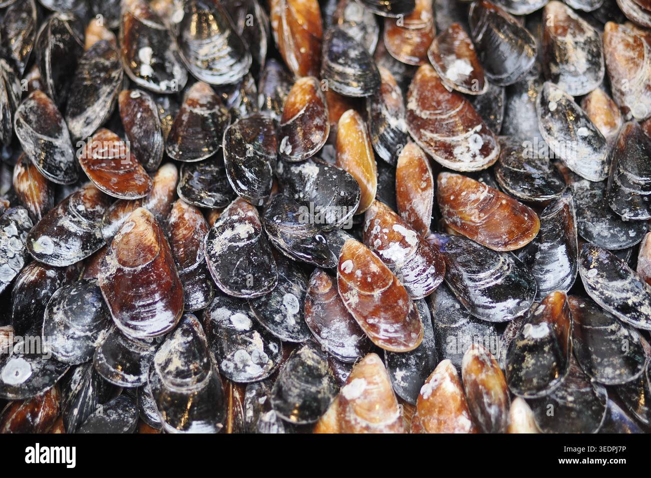 Muschelschalen, die an einem Ort gesammelt werden Stockfoto