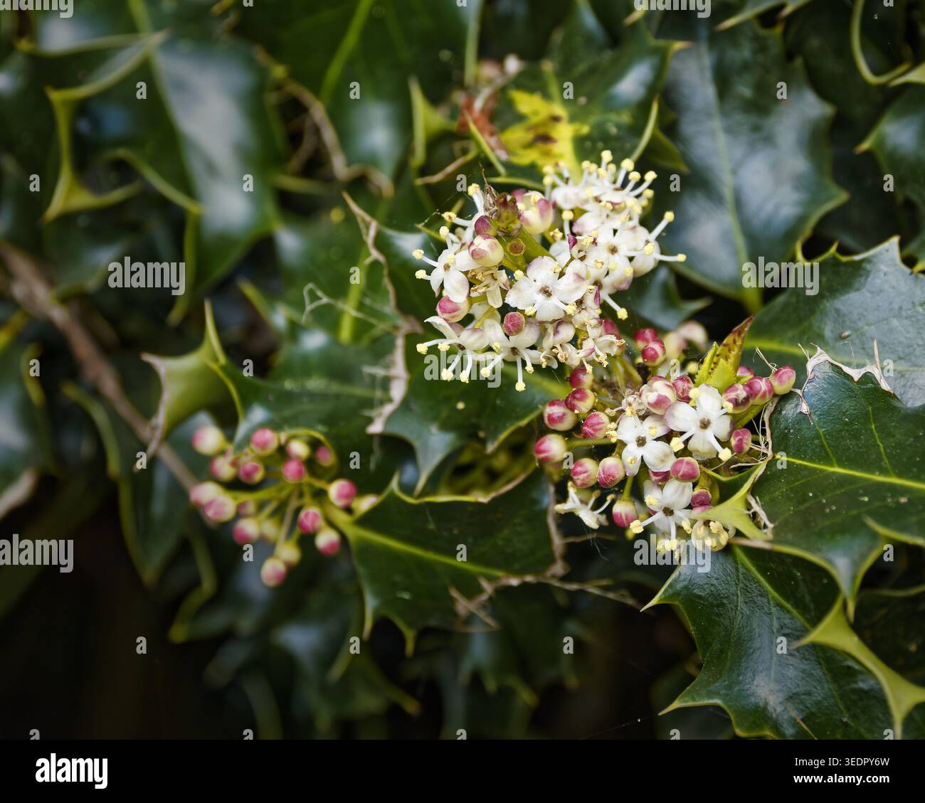 Eine Nahaufnahme männlicher Ilex aquifolium Blüten. Beachten Sie die markanten Blütenblätter, die den männlichen Baum von dem beerbildenden Weibchen unterscheiden Stockfoto