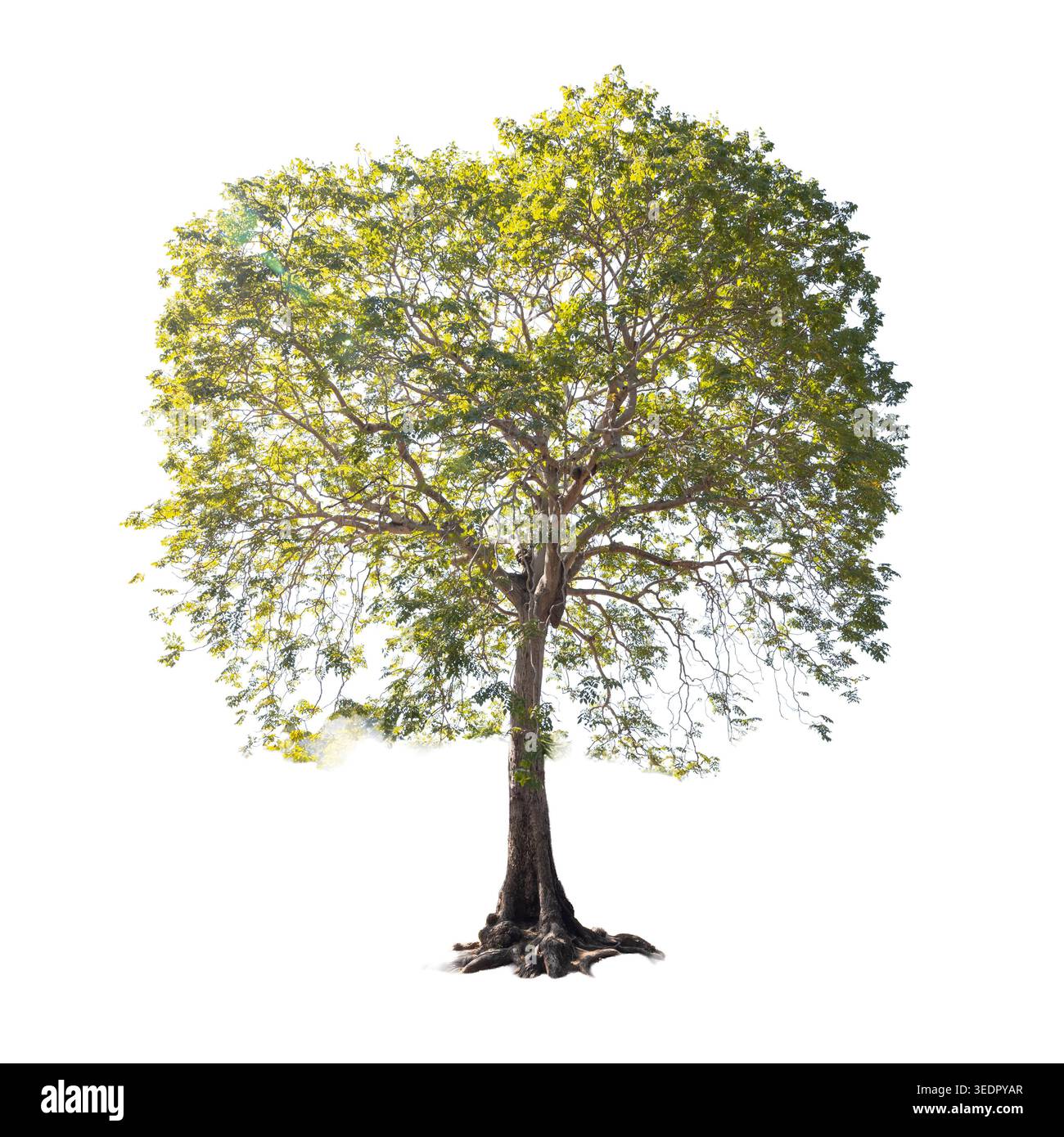Ein hoher tropischer Baum steht allein im Sonnenlicht vor einem weißen Hintergrund mit einem Schneideweg. Stockfoto
