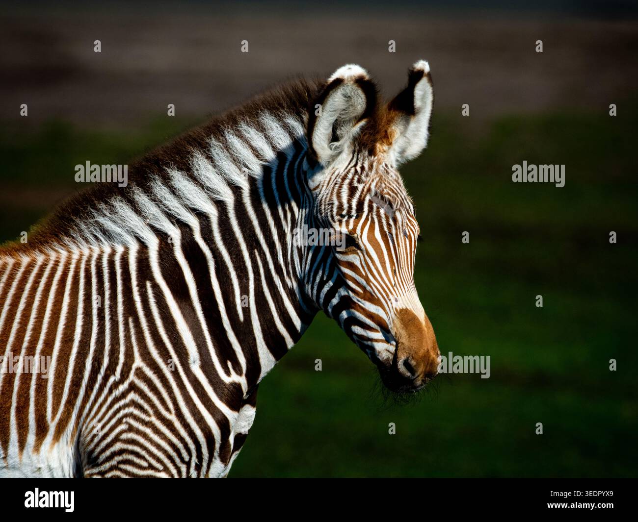 Wir beobachteten ein Zebrafohlen, das in der Nähe eines Wasserlochs spielte und posierte. Stockfoto