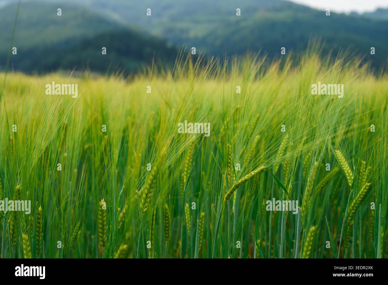 Üppiges grünes Weizenfeld im Wind mit Bergen im Hintergrund, Landwirtschaftskonzept, natürliches Wachstum, ländliche Landschaft und Sommersaison Stockfoto