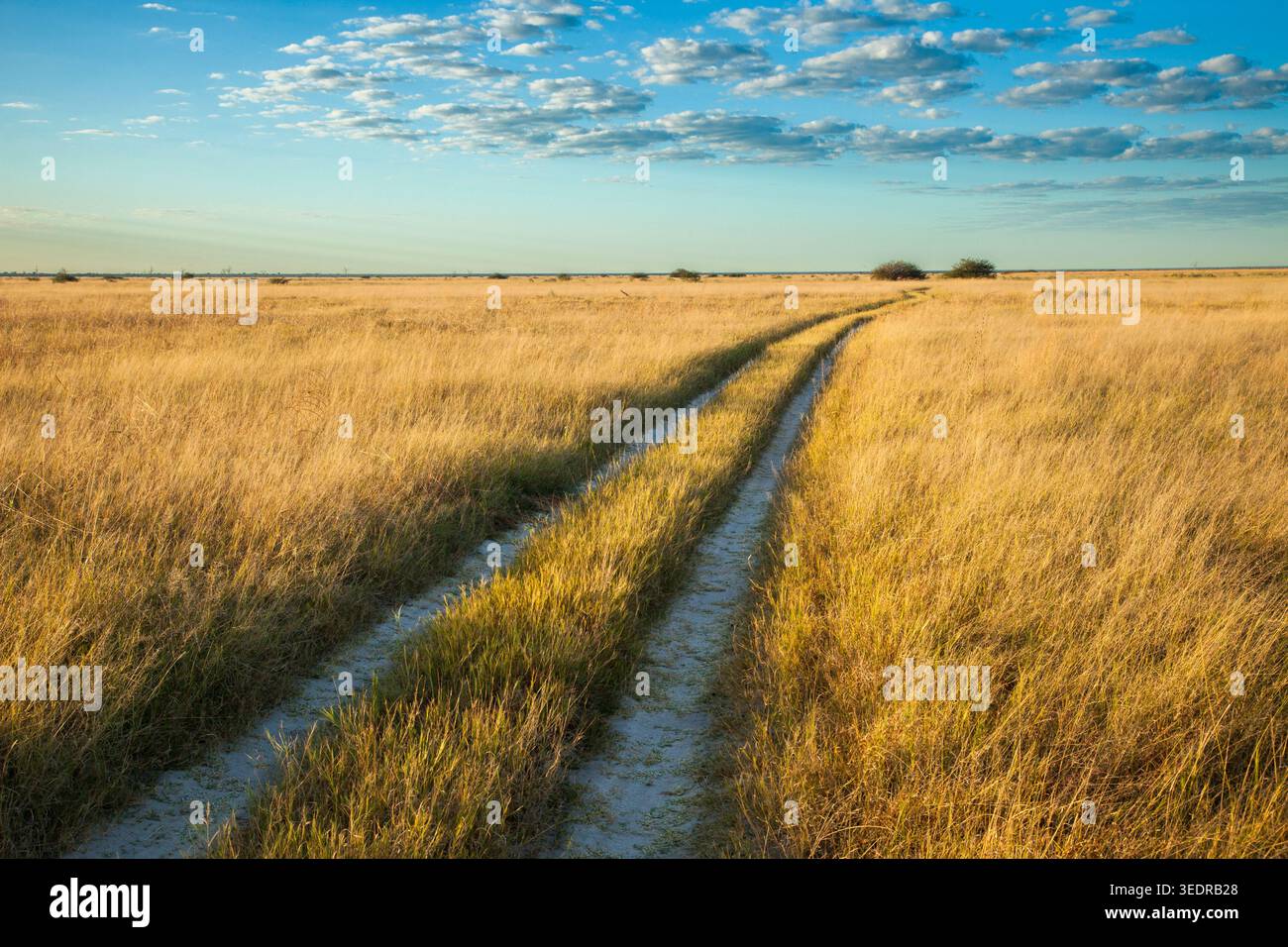 Sandstraße auf einer Ebene, Botswana Stockfoto