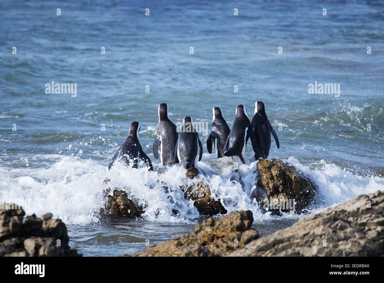 Afrikanische Pinguine, Südafrika Stockfoto