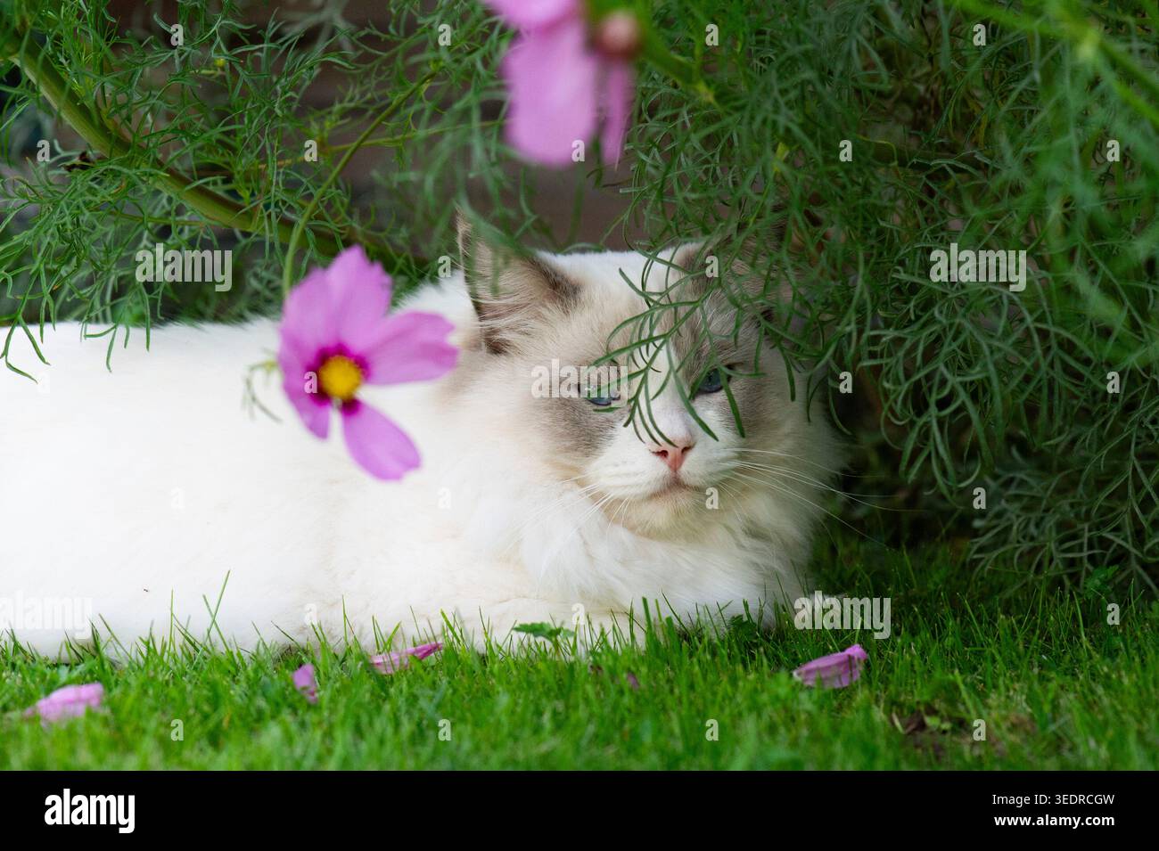 Ragdoll-Katze genießt Zeit im Garten Stockfoto