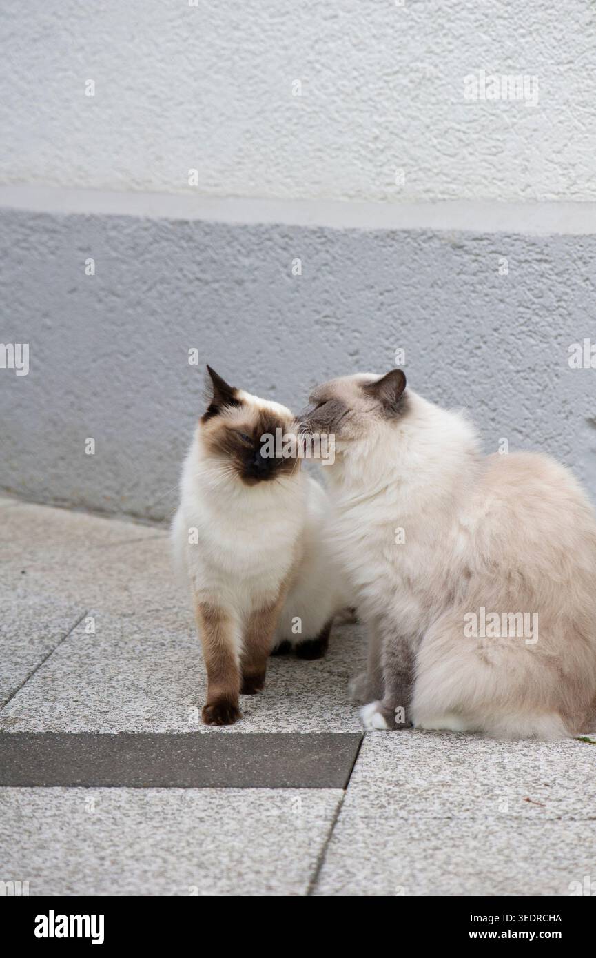 Ragdoll Katzen auf der sonnigen Terrasse Stockfoto