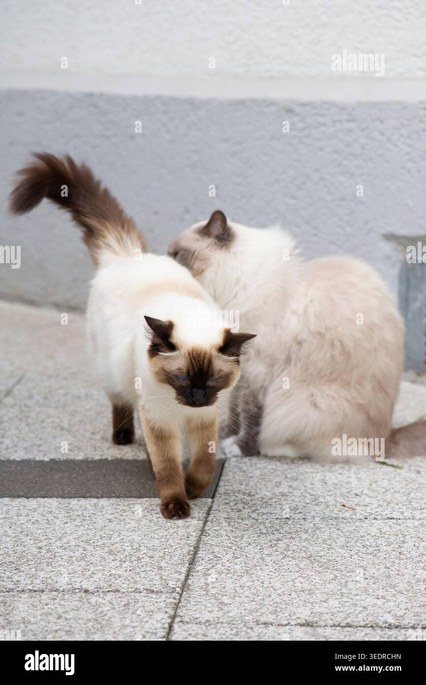 Ragdoll Katzen auf der sonnigen Terrasse Stockfoto