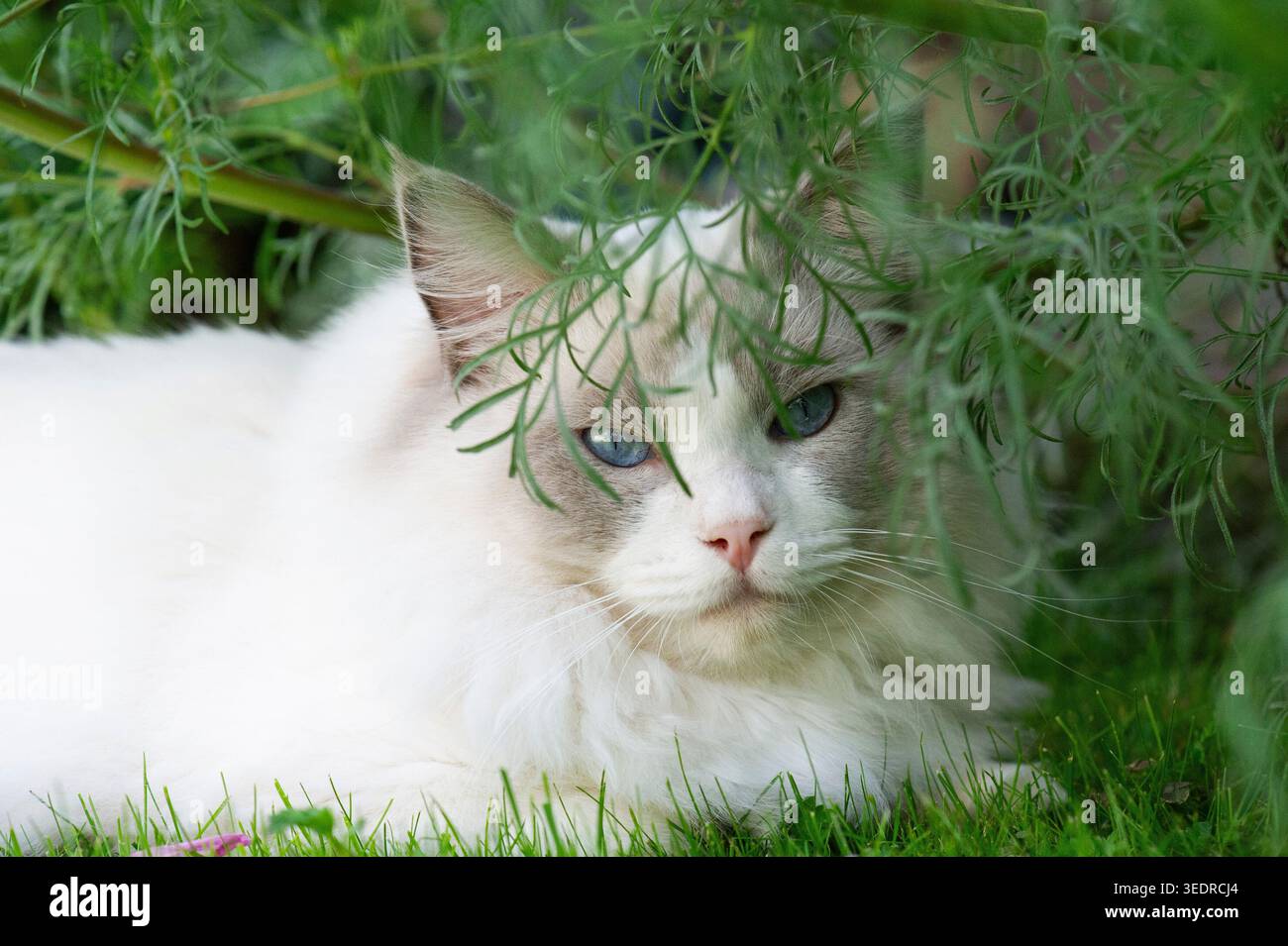 Ragdoll-Katze genießt Zeit im Garten Stockfoto