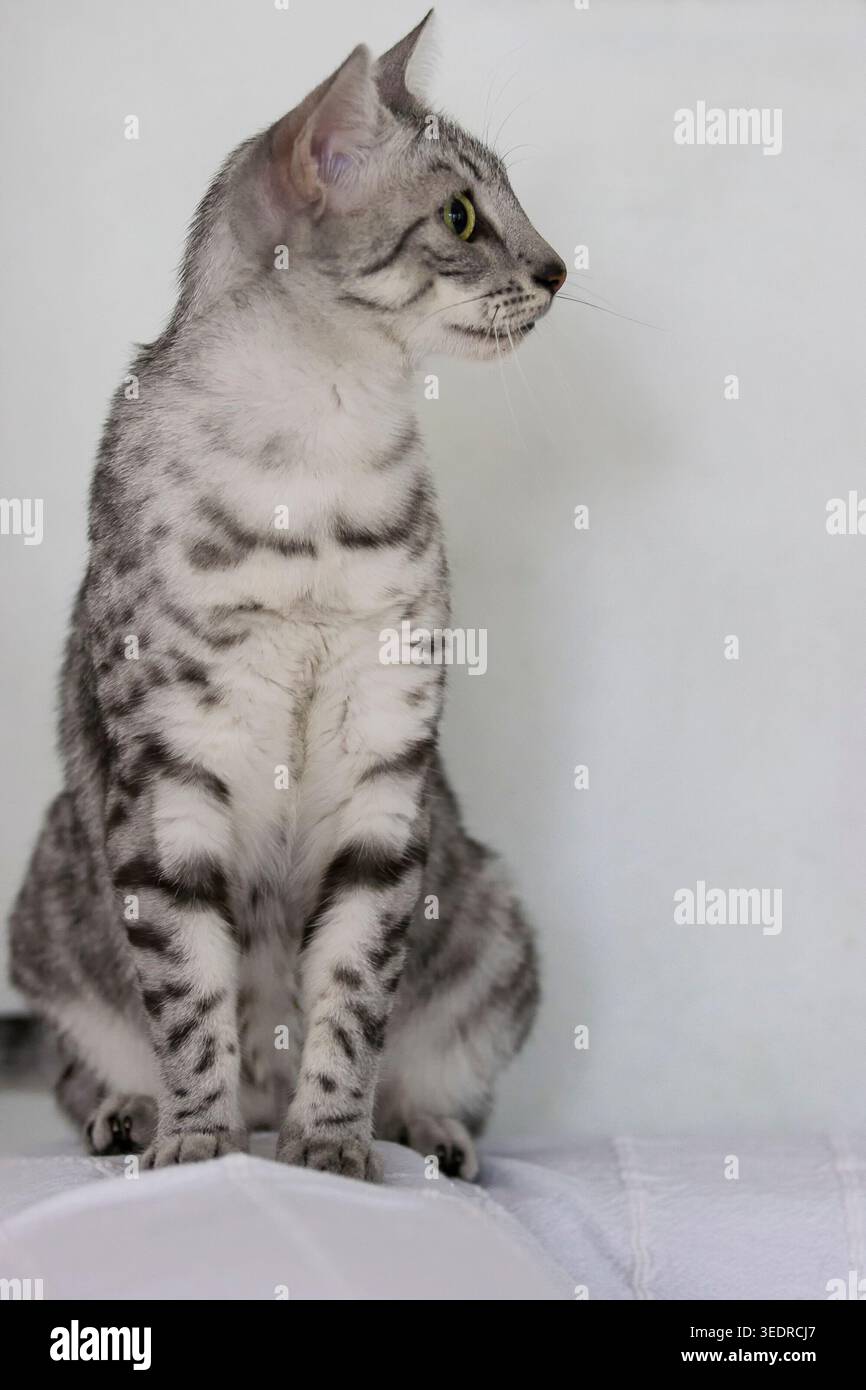 Porträt einer ägyptischen Mau-Katze mit Silberflecken Stockfoto