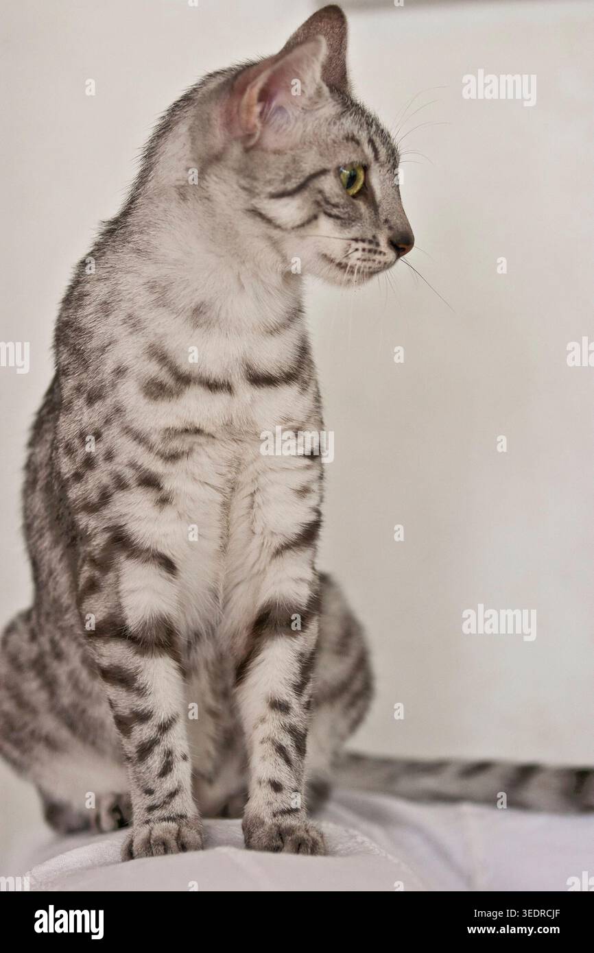 Porträt einer ägyptischen Mau-Katze mit Silberflecken Stockfoto