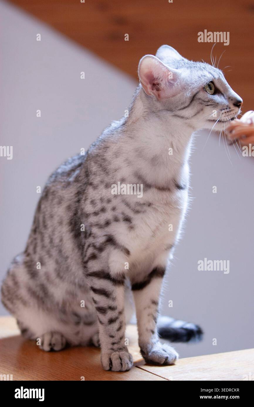 Porträt einer ägyptischen Mau-Katze mit Silberflecken Stockfoto