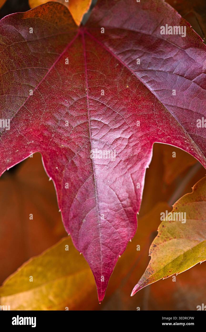 Farbenfrohe wilde Weinrebe im Herbst Stockfoto