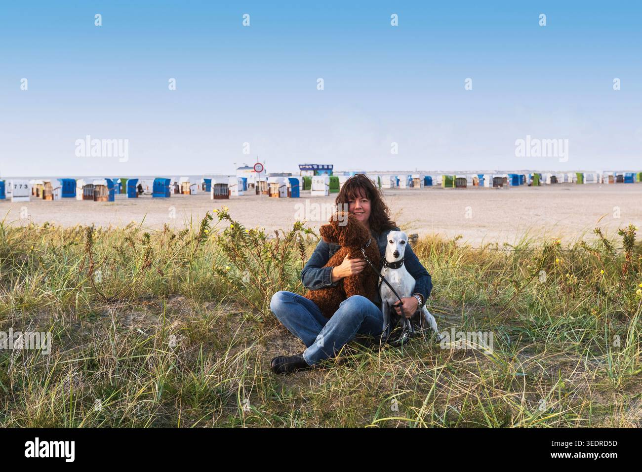 Urlaub mit Hunden an der Nordsee Stockfoto