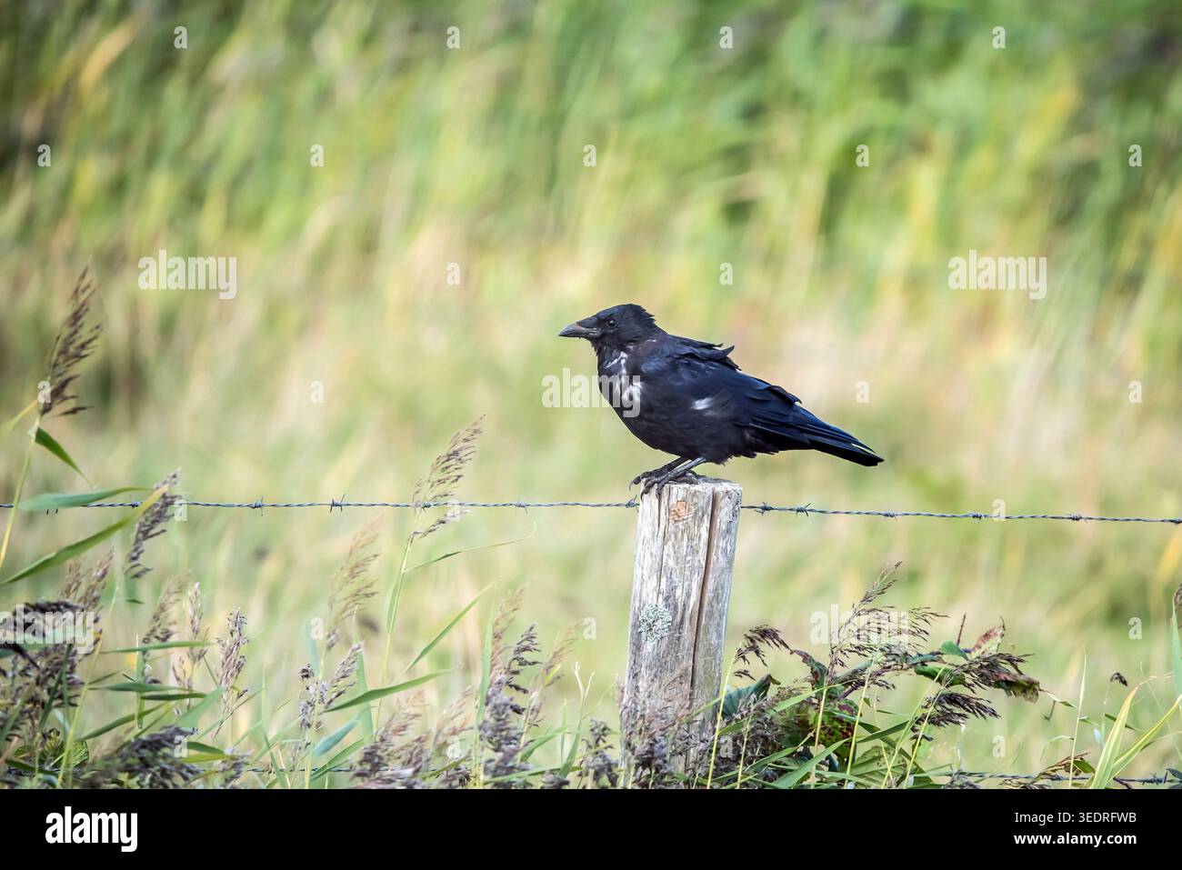 Raven Stockfoto