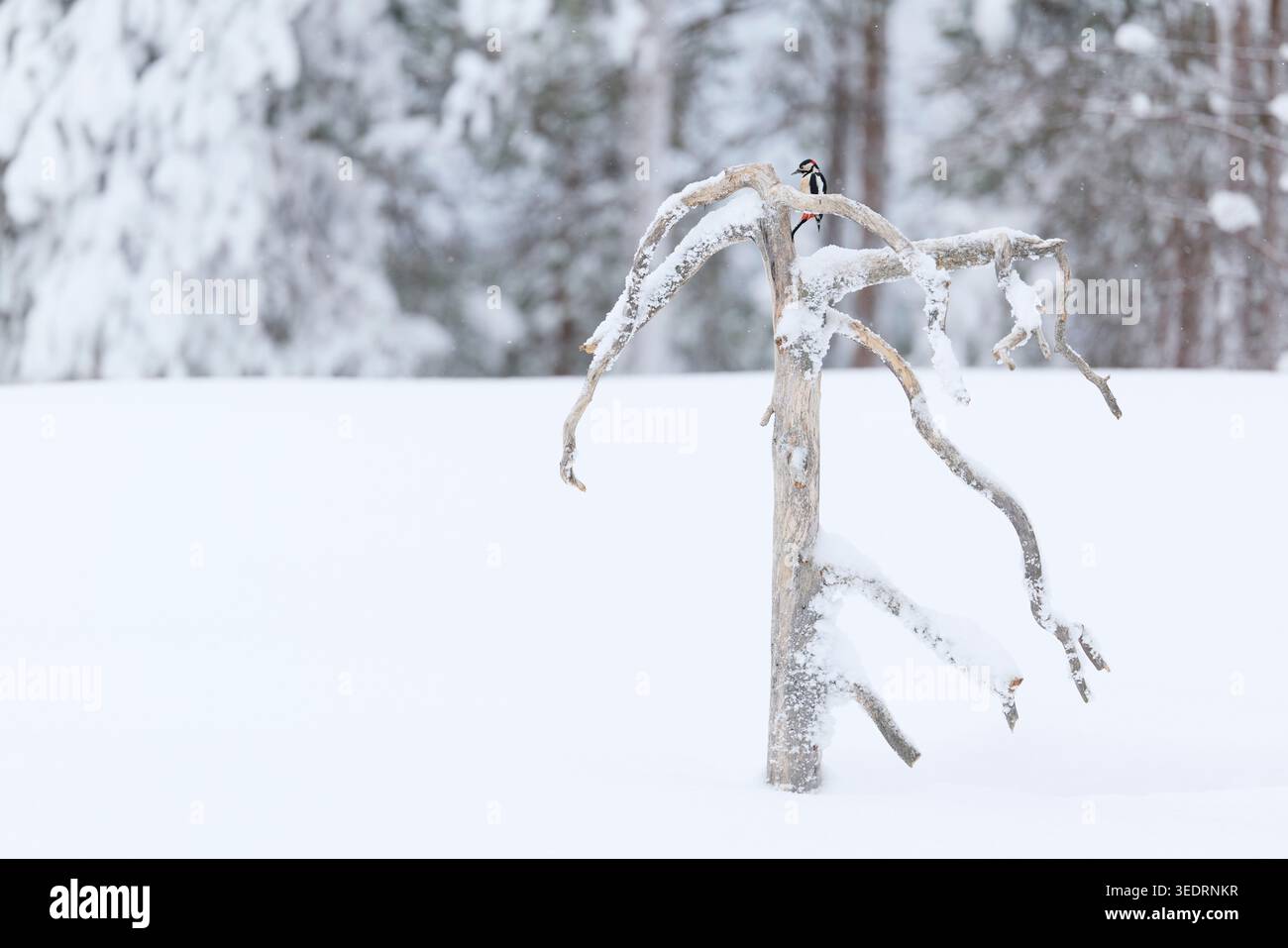 Spechte, Dendrocopus Major, Finnland, Winter Stockfoto