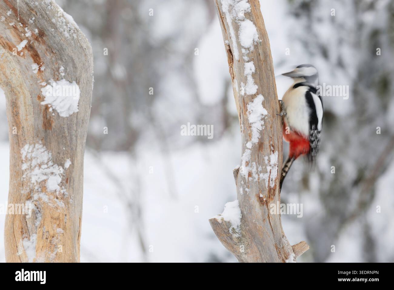 Spechte, Dendrocopus Major, Finnland, Winter Stockfoto