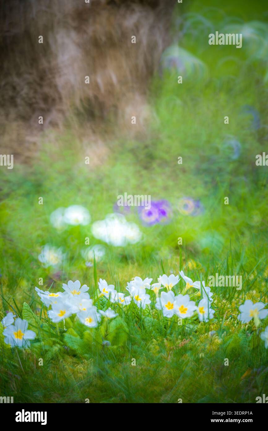Wiese, Primrosen, Frühlingsankünder Stockfoto