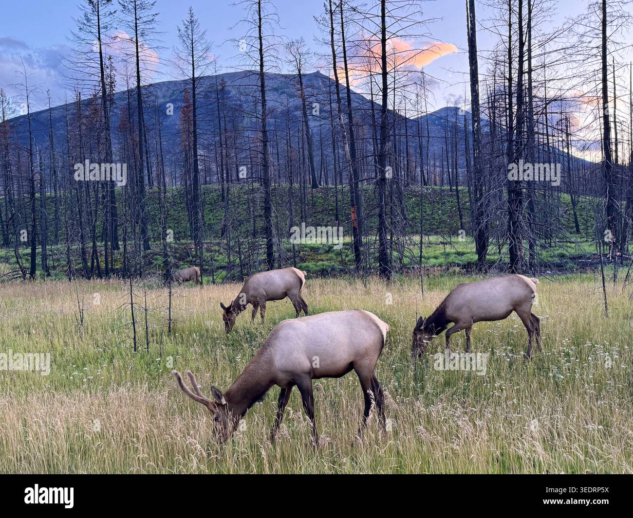 ELK in einer stillen Wiese des Jasper National Park nach Wildfire Stockfoto