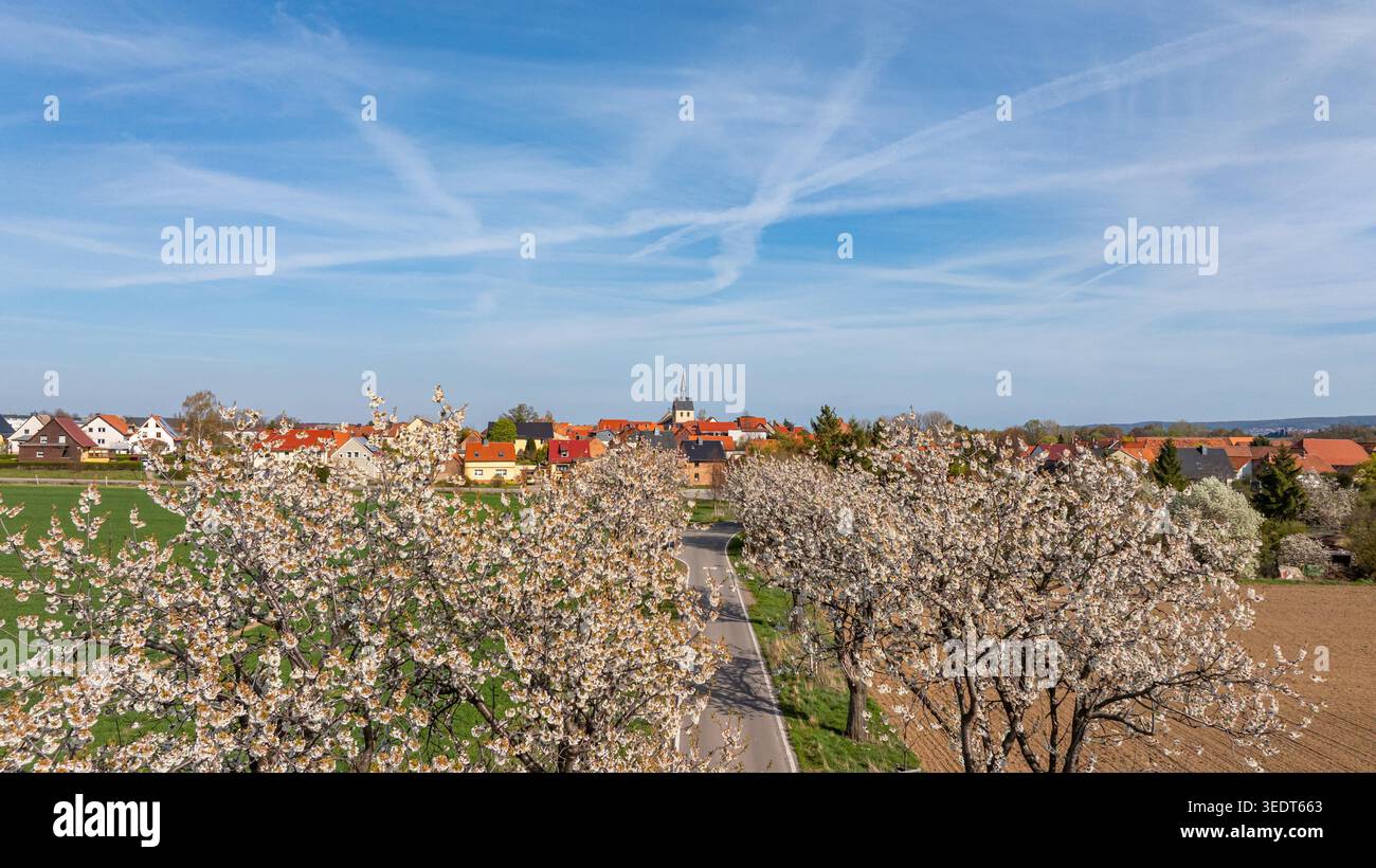 Bilder aus Westerhausen Landkreis Harz im Frühjahr mit blühenden Bäumen Stockfoto