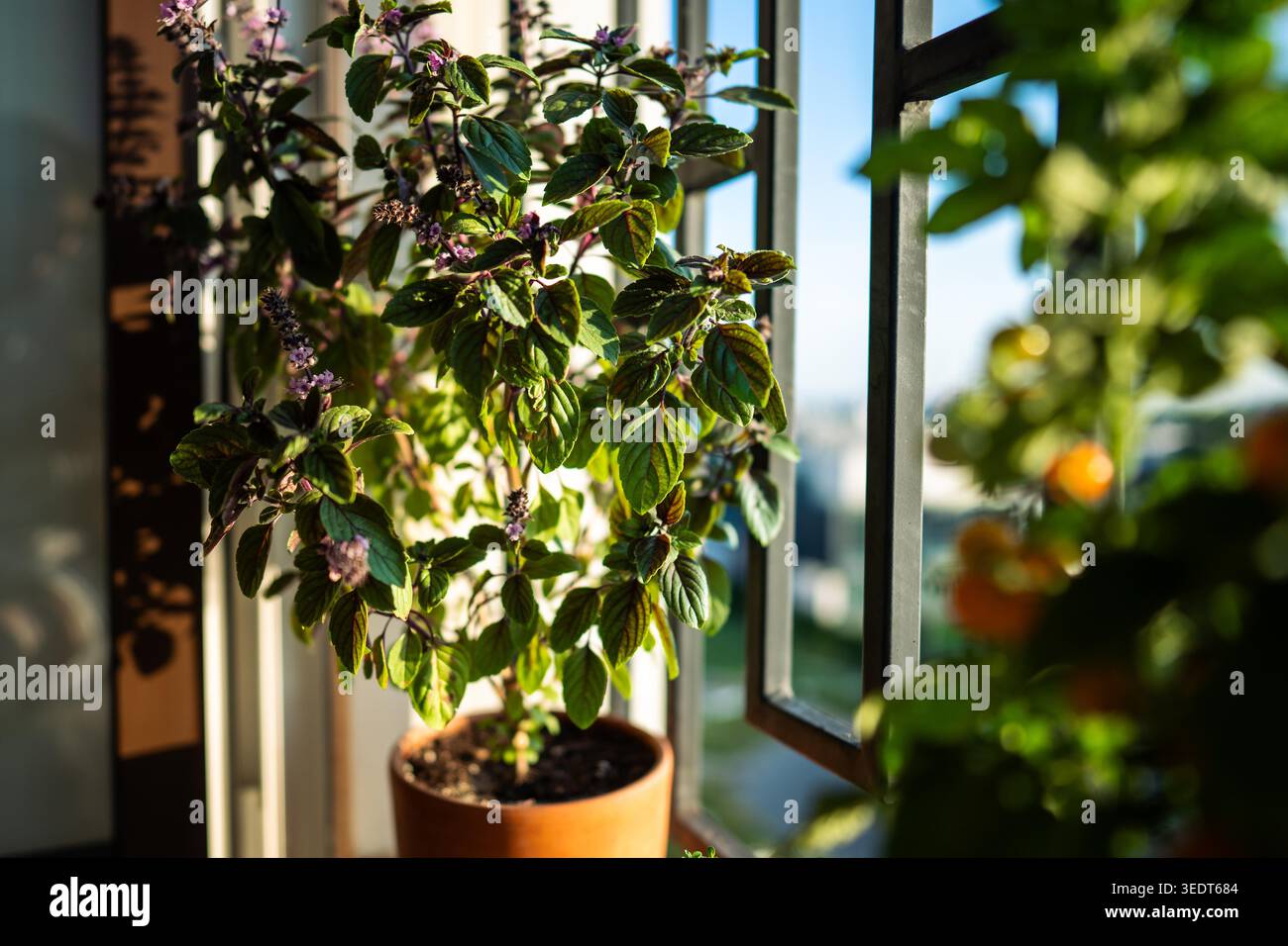 Blühender thailändischer Basilikum-Pflanzenstrauch mit kleinen lila Aromablüten im Tontopf auf Fensterbank zu Hause. Anbau heimischer Gewürzkräuter, Gartenarbeit im Innenbereich. Umweltfreundliches Hobby-Konzept Stockfoto