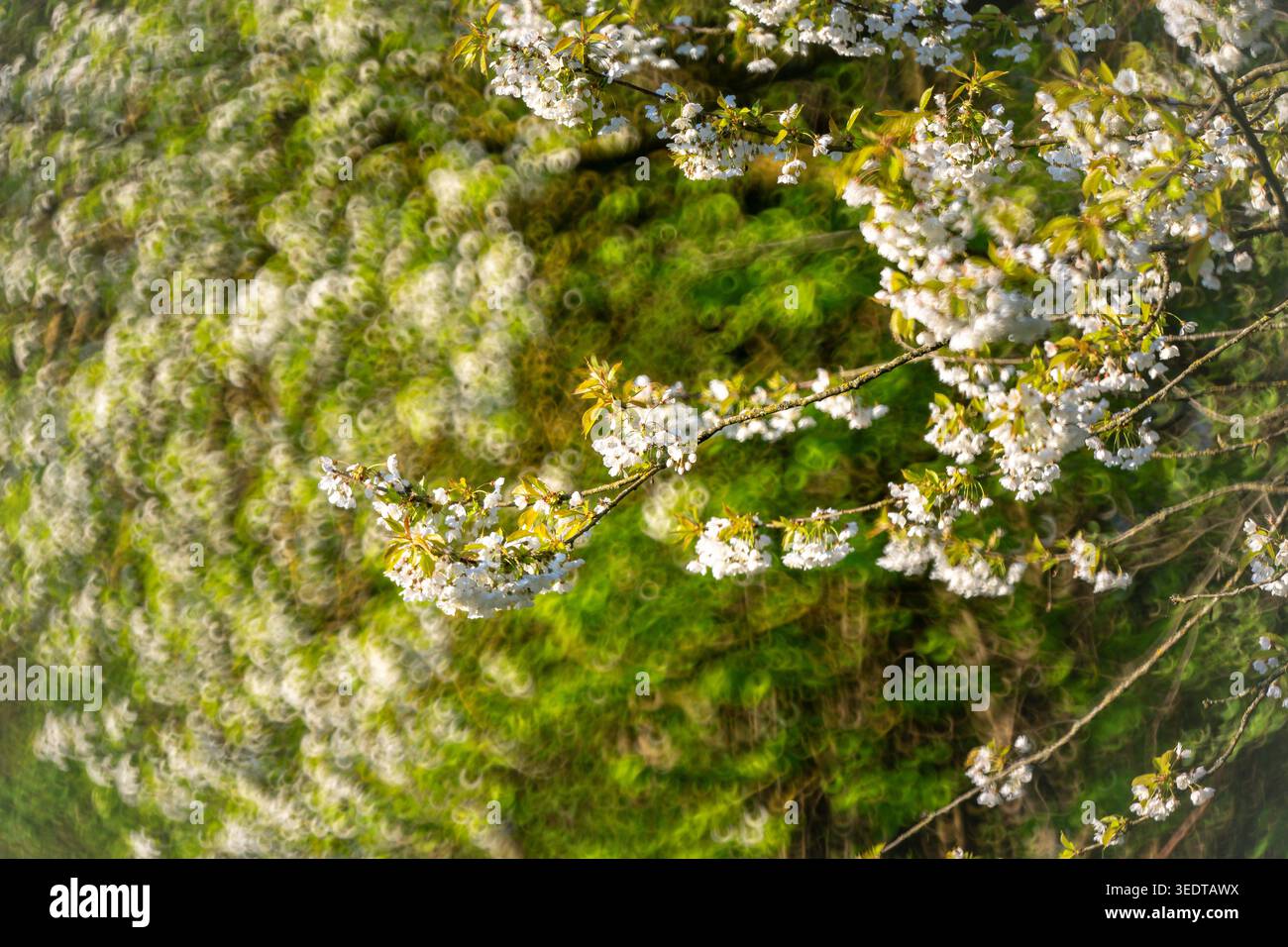 Blühender Kirschbaum, Unschärfe, Bokeh Stockfoto