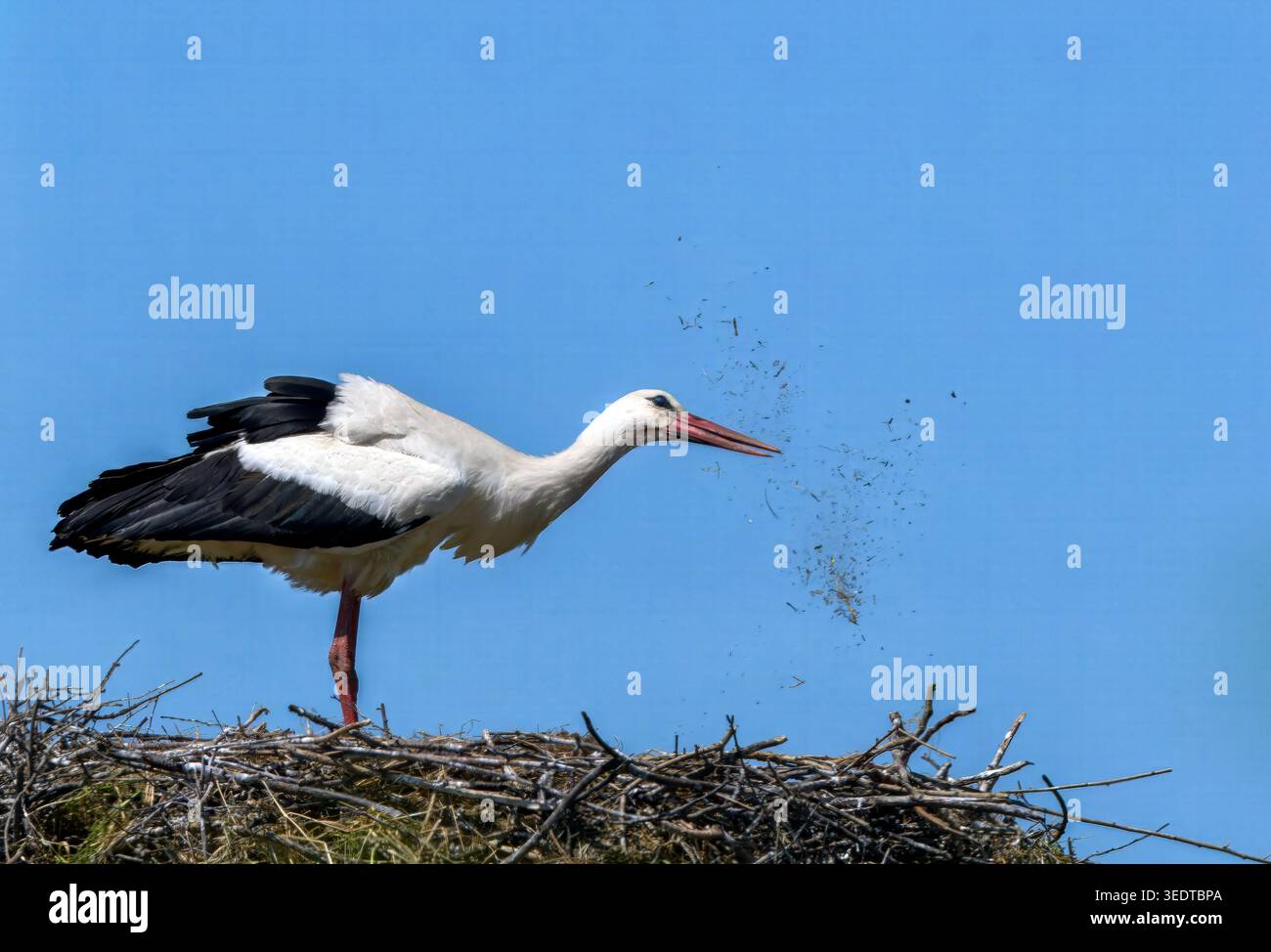 Strandja Bergland Bulgarien 7. Mai 2026: Weißer Storch, Weibchen des Brutpaares, reinigt den Nestbereich um die Eier. Unter einem hellblauen Mittagshimmel Clifford Norton Alamy Live News Stockfoto