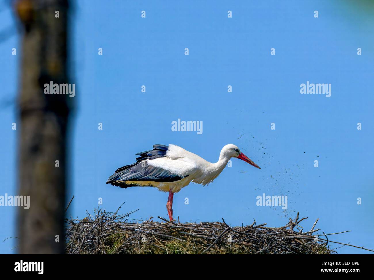 Strandja Bergland Bulgarien 7. Mai 2026: Weißer Storch, Weibchen des Brutpaares, reinigt den Nestbereich um die Eier. Unter einem hellblauen Mittagshimmel Clifford Norton Alamy Live News Stockfoto