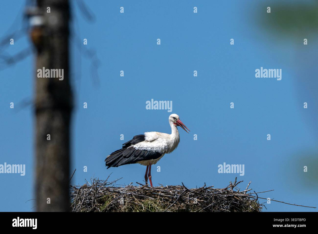 Strandja Bergland Bulgarien 7. Mai 2026: Weißer Storch, Weibchen des Brutpaares, reinigt den Nestbereich um die Eier. Unter einem hellblauen Mittagshimmel Clifford Norton Alamy Live News Stockfoto