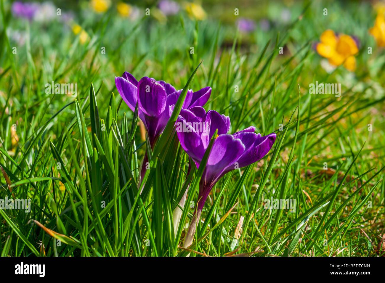 Der Frühlingskrokus, auch bekannt als Frühlingssafran, ist eine Pflanzenart der Gattung Krokus aus der Familie der Iris in Tübingen Stockfoto