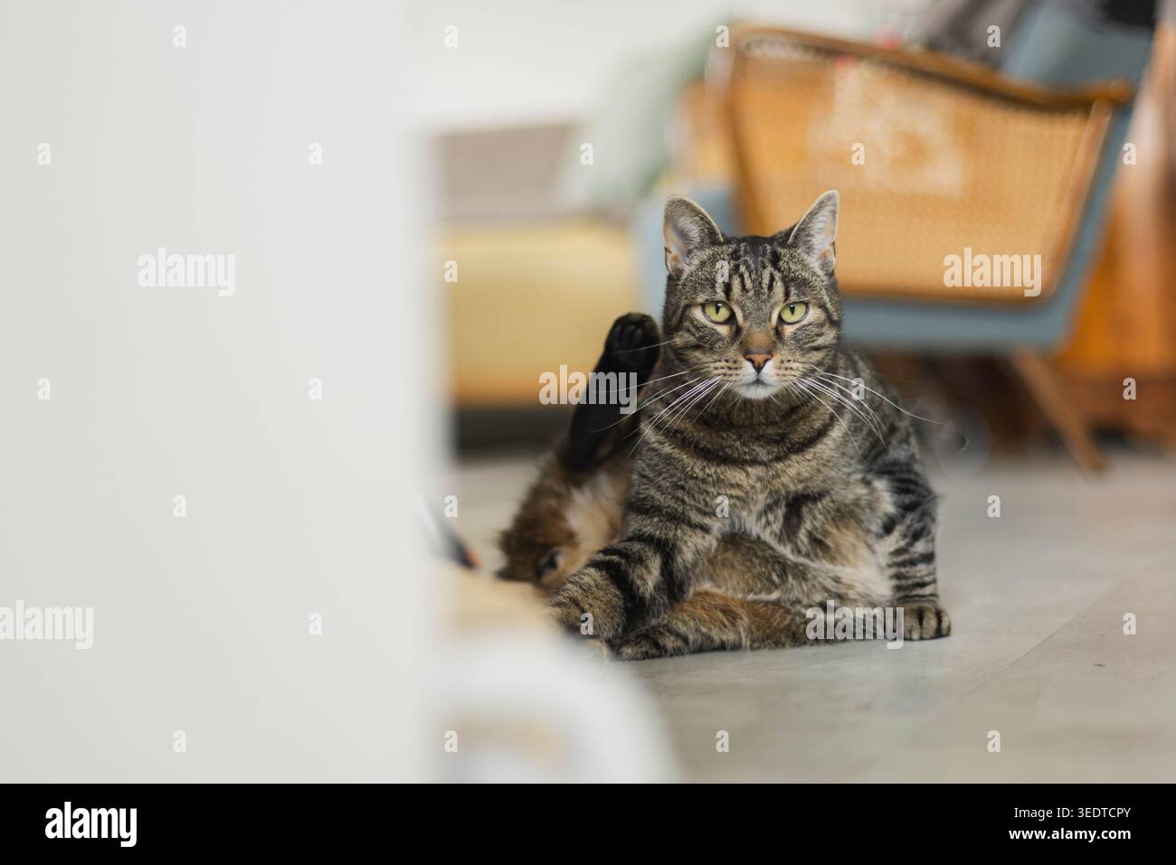 Hauskatze Stockfoto