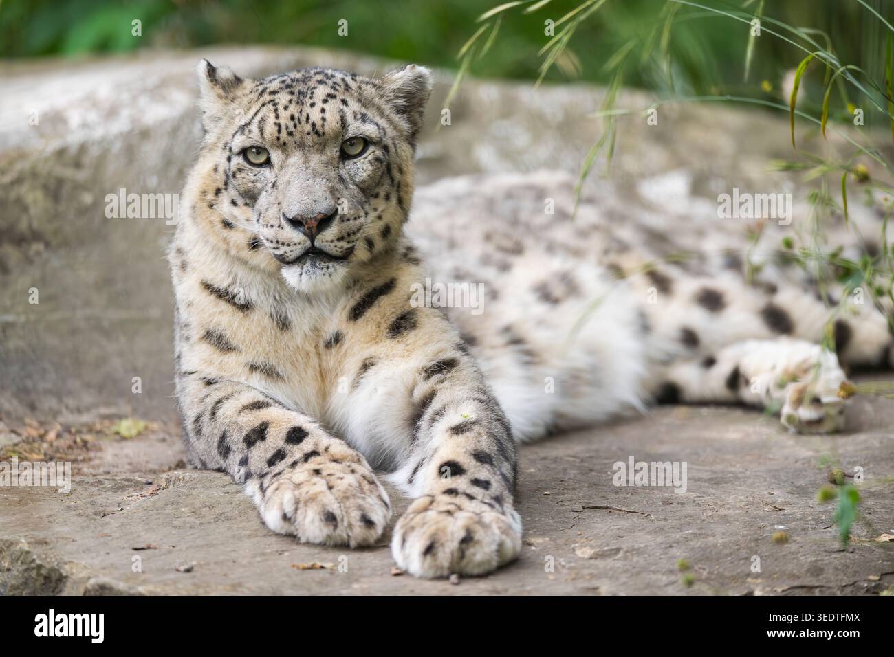 Schneeleopard (Panthera uncia) auf einem Felsen, gefangen, Lebensraum in Asien Stockfoto