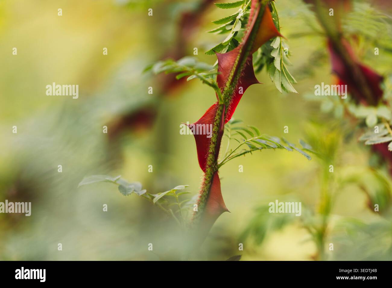 Geflügelte Hunderose oder Rosa sericea pteracantha Stockfoto