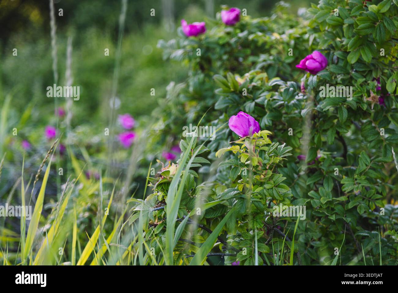 Kartoffelrose Stockfoto