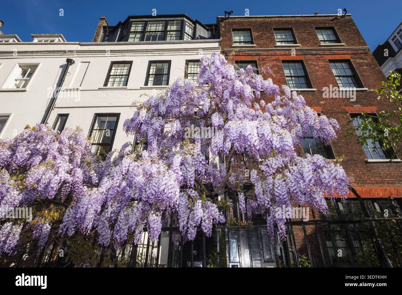 England, London, Westminster, Kensington und Chelsea, Cheyne Walk, Wohnhäuser mit Wisteria in Bloom Stockfoto