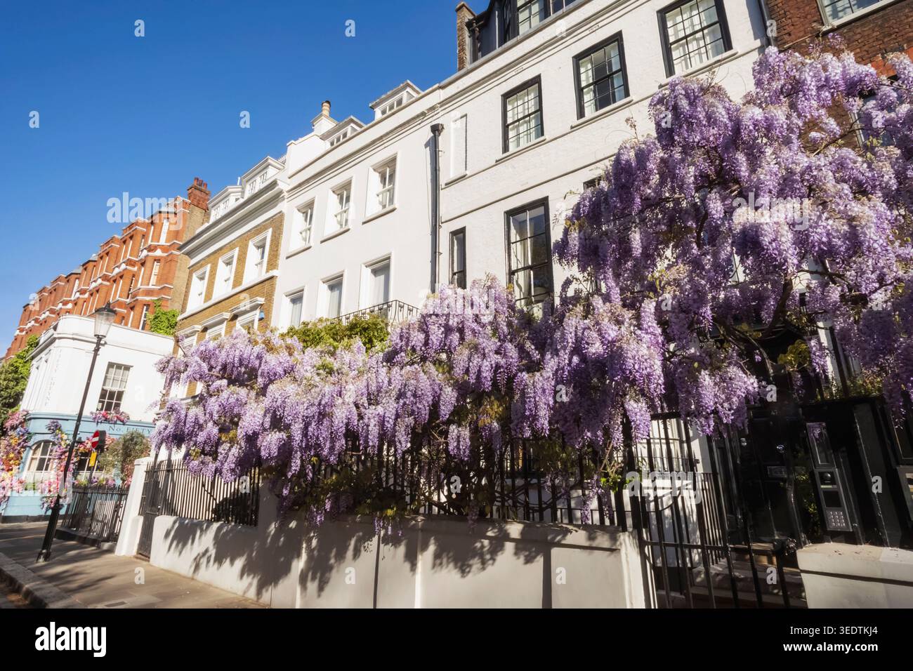 England, London, Westminster, Kensington und Chelsea, Cheyne Walk, Wohnhäuser mit Wisteria in Bloom Stockfoto