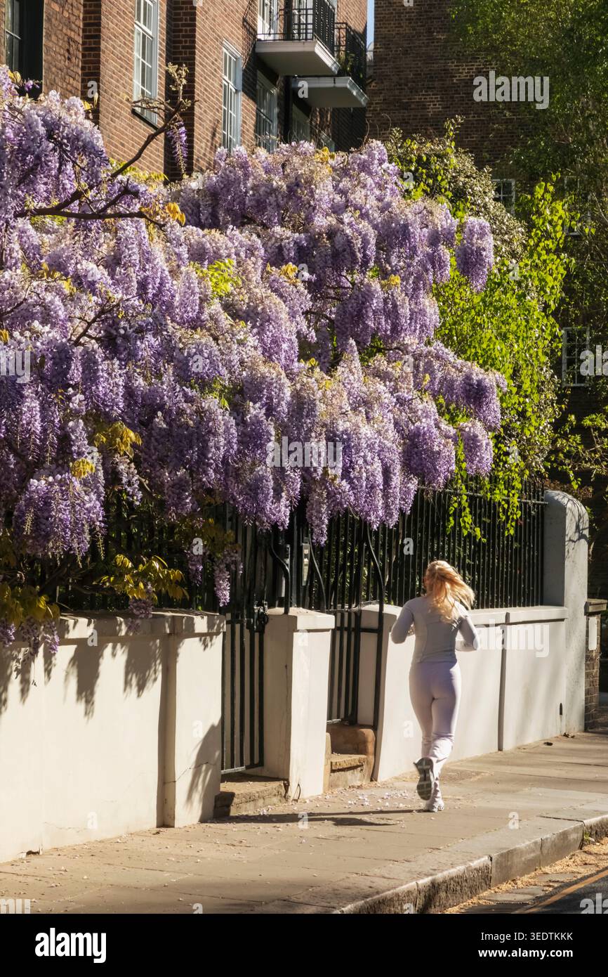 England, London, Westminster, Kensington und Chelsea, Cheyne Walk, Wohnhäuser mit Wisteria in Bloom Stockfoto