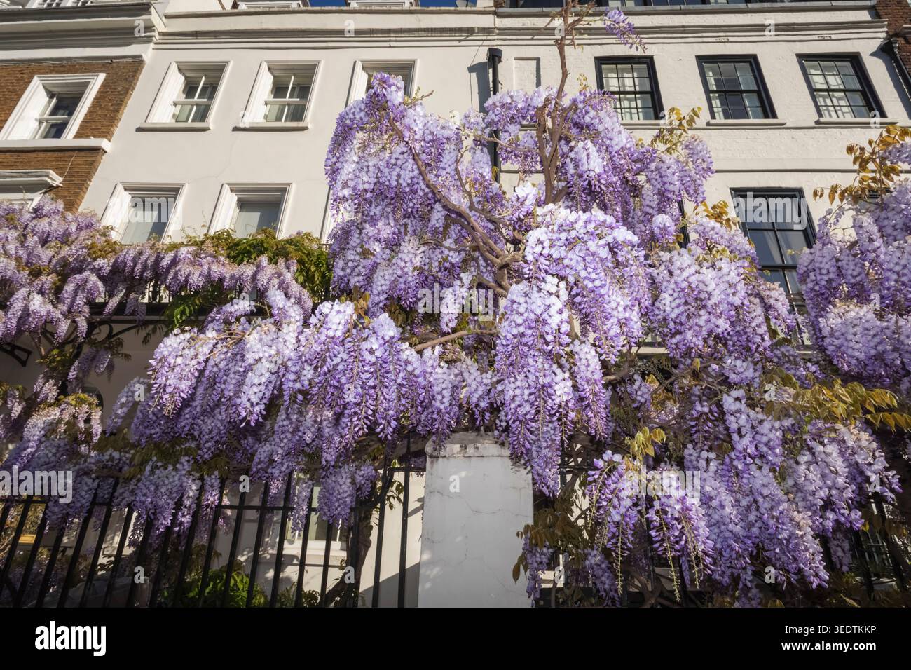 England, London, Westminster, Kensington und Chelsea, Cheyne Walk, Wohnhäuser mit Wisteria in Bloom Stockfoto