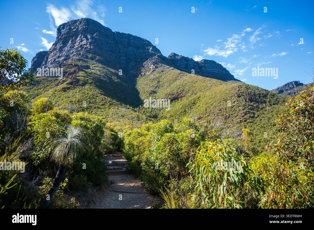 Ein felsiger Wanderweg schlängelt sich durch üppiges, einheimisches Gestrüpp mit einem berühmten australischen Grasbaum (Xanthorrhoea) in Richtung des dramatischen Quarzitgipfels. Stockfoto