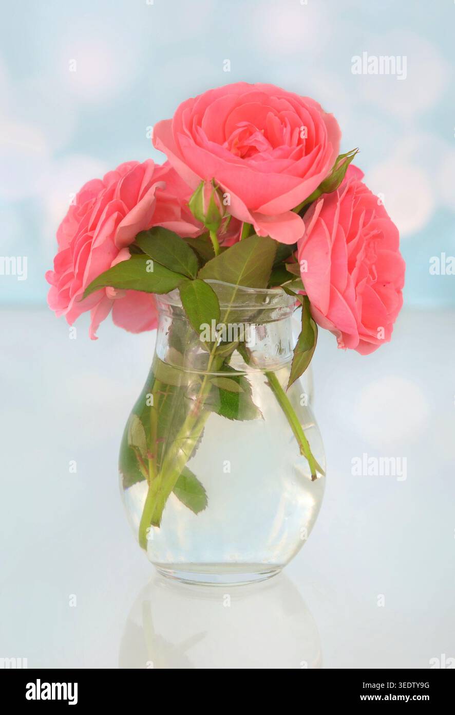 Ein Blumenstrauß in einer Glasvase mit drei rosa Rosen auf blauem Hintergrund. Einfache, feminine Dacoration. Stockfoto