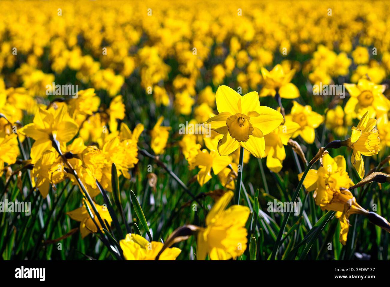 Feld mit wilden gelben Narzissen, Narcissus pseudonarcissus, blühend auf einer Wiese im Frühling Stockfoto