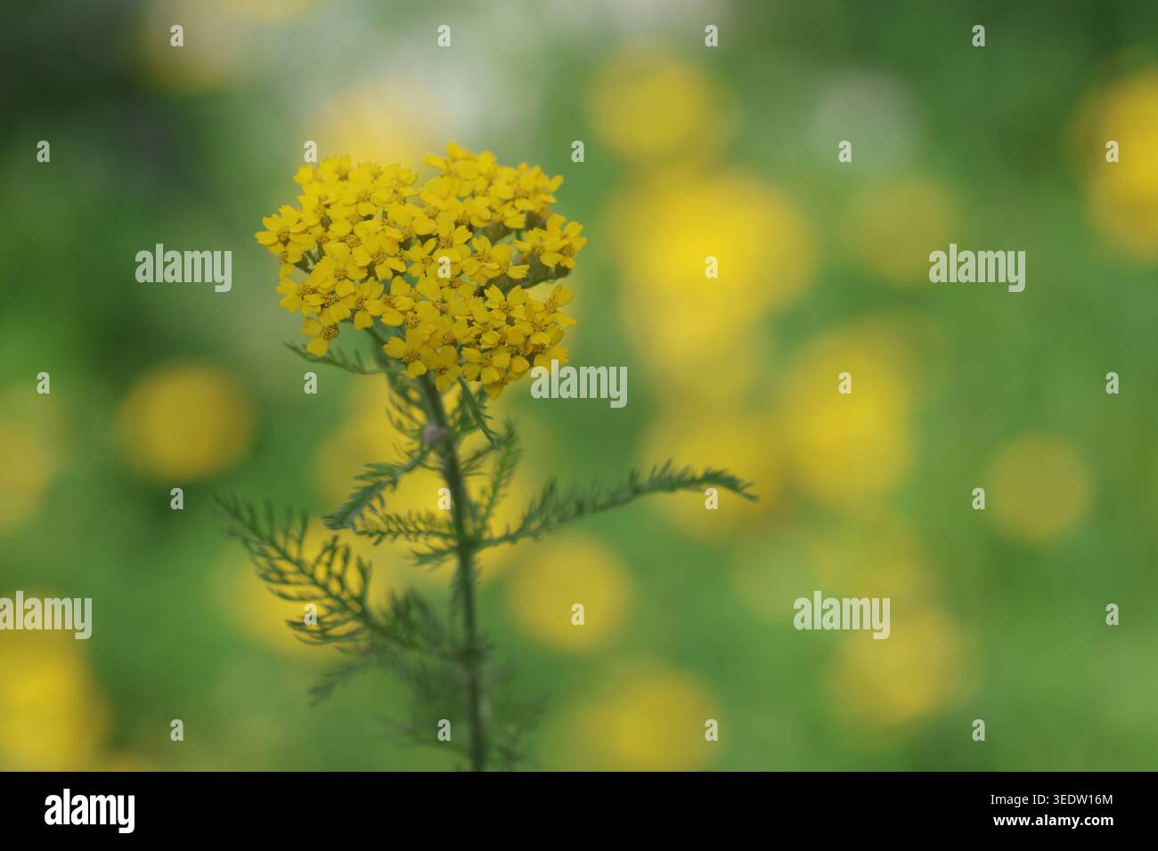 Im Frühling blüht die leuchtende gelbe Achillea tomentosa im Garten Stockfoto