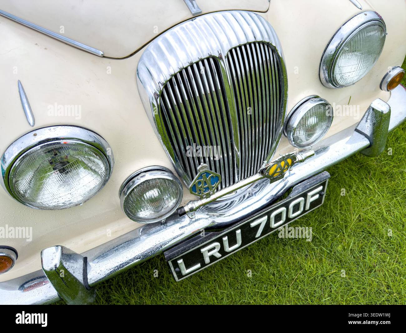 Vorderansicht einer Daimler V8 Luxuslimousine in Vintage-Creme mit Chromgrill und RAC-Emblem auf grünem Gras Stockfoto