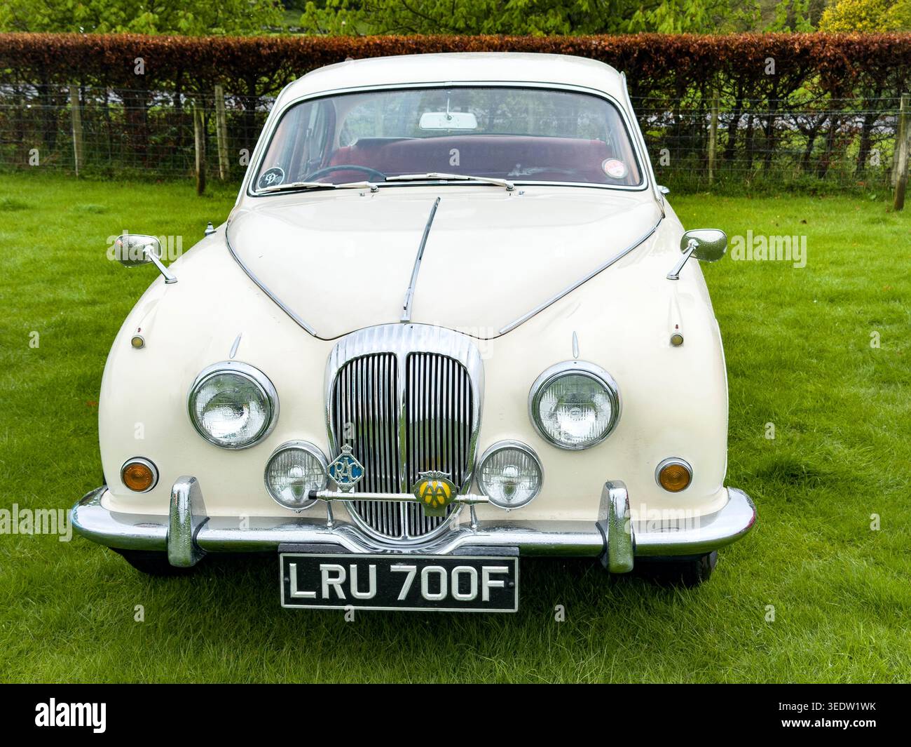 Vorderansicht eines klassischen, weißen Daimler 250 V8-Luxuswagens, der auf einem grünen Rasen mit verchromtem Kühlergrill und RAC-Emblem geparkt ist Stockfoto