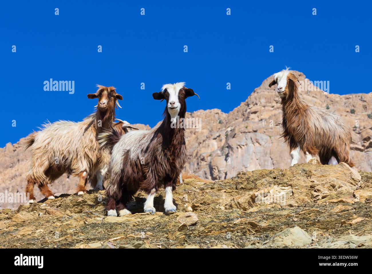 Drei wilde omanische Bergziegen (Jabal-Akhdar-Ziegen) im westlichen Hajar-Gebirge um Jebel Shams im Sultanat Oman Stockfoto