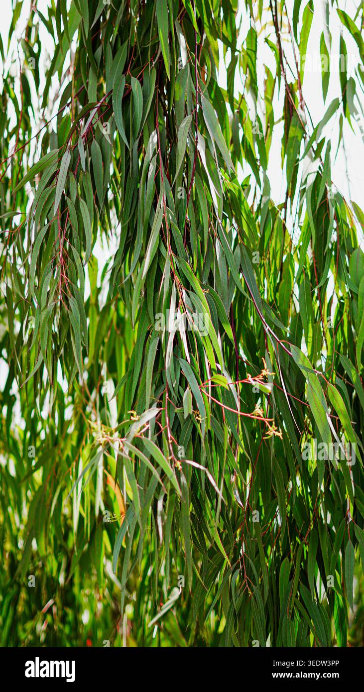 Lange grüne Eukalyptusblätter hängen an dünnen Ästen vor einem hellen Hintergrund. Stockfoto