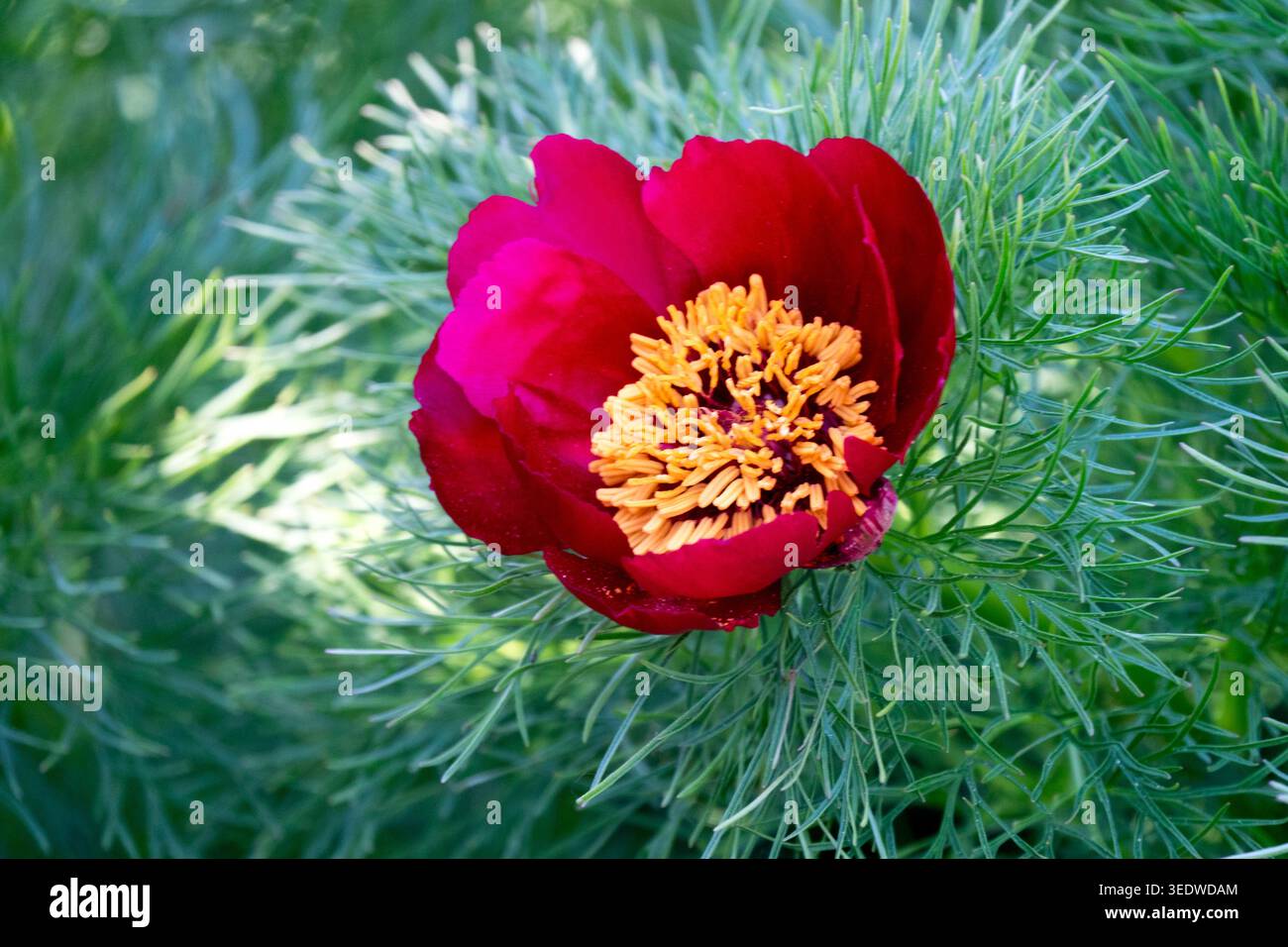 Farnblatt Pfingstrose Paeonia tenuifolia Stockfoto