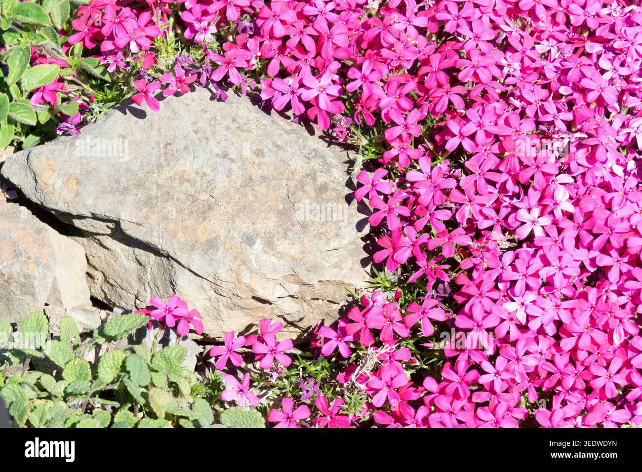 Phlox douglasii „Zigeunerblut“ Stockfoto