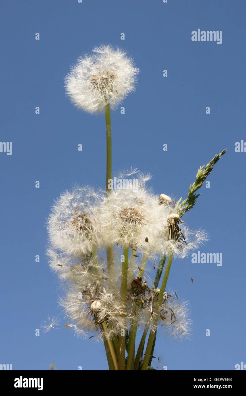 Löwenzahn bläst viele Samen Stockfoto